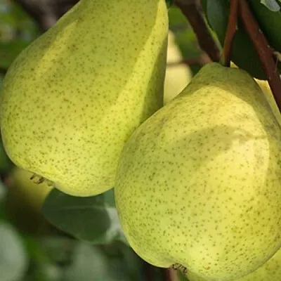 Груша СКАЗОЧНАЯ   Груша СКАЗОЧНАЯ  в Пскове