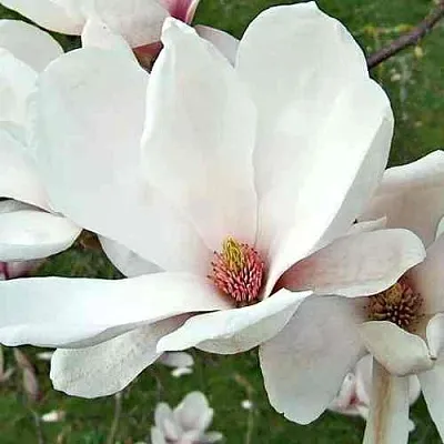 Магнолия АЛЬБА СУПЕРБА  Магнолия АЛЬБА СУПЕРБА в Пскове