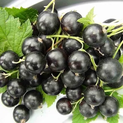 Смородина черная ТИТАНИЯ в Пскове