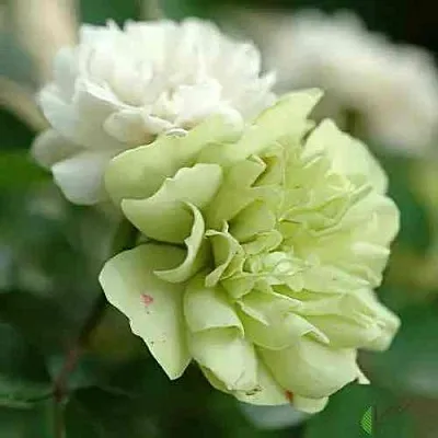 Саженцы роз ГРИН АЙС миниатюрная в Пскове