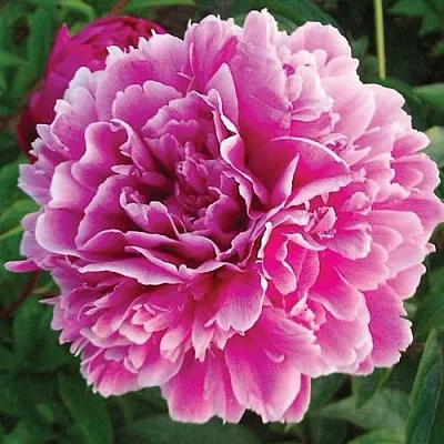 Пион ПУРПУРНАЯ ФЕЕРИЯ травянистый  Пион ПУРПУРНАЯ ФЕЕРИЯ травянистый в Пскове