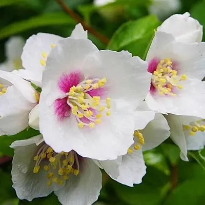 Жасмин БЕЛЬ ЭТУАЛЬ  Жасмин БЕЛЬ ЭТУАЛЬ в Пскове