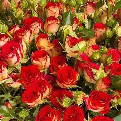 Саженцы роз РУБИЭЛЛА спрей в Пскове