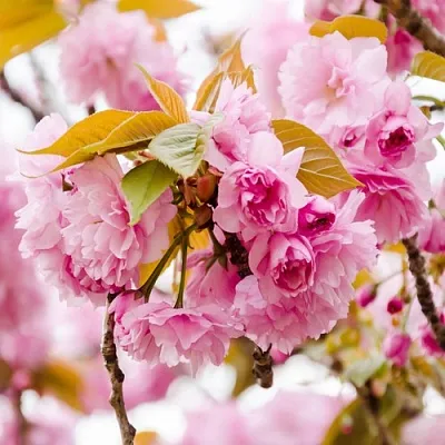 Сакура КАНЗАН  Сакура КАНЗАН в Пскове