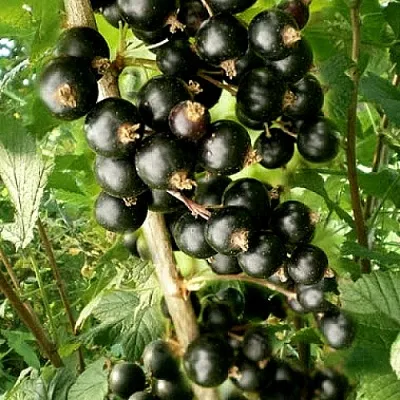 Смородина черная БЕН ТИРЕН в Пскове