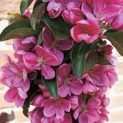 Яблоня ЗЕЛЁНЫЙ БУКЕТ декоративная  Яблоня ЗЕЛЁНЫЙ БУКЕТ декоративная в Пскове