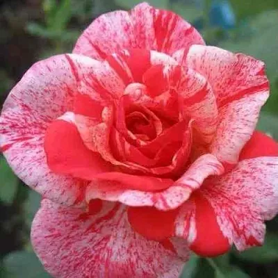 Саженцы роз ФИЛАТЕЛИЯ чайно-гибридная в Пскове