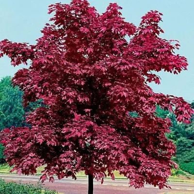 Клен КРИМСОН КИНГ остролистный  Клен КРИМСОН КИНГ остролистный в Пскове