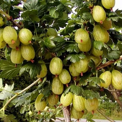 Крыжовник ИНВИКТА в Пскове