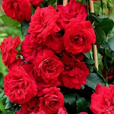 Саженцы роз АМАДЕУС плетистая  Саженцы роз АМАДЕУС плетистая в Пскове