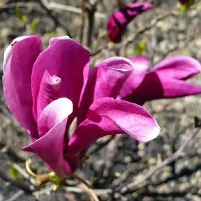 Магнолия СЬЮЗАН  Магнолия СЬЮЗАН в Пскове