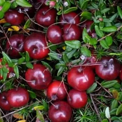 Клюква БЕН ЛИР в Пскове