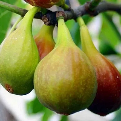 Инжир ДАЛМАТСКИЙ  Инжир ДАЛМАТСКИЙ в Пскове