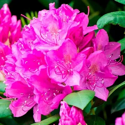 Азалия ПУРПУРТРАУМ японская  Азалия ПУРПУРТРАУМ японская в Пскове