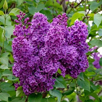 Сирень СУМЕРКИ в Пскове