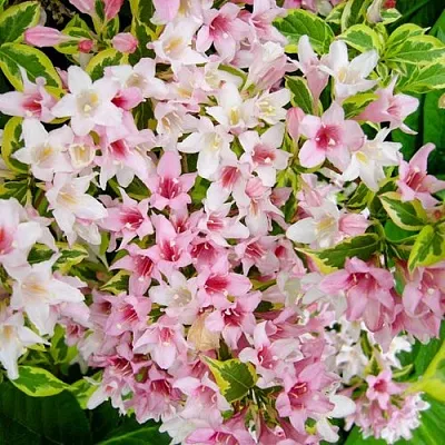 Вейгела САННИ ПРИНЦЕСС  Вейгела САННИ ПРИНЦЕСС в Пскове