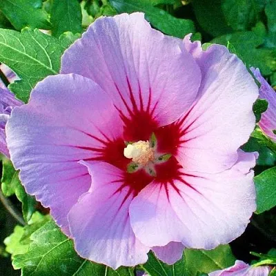 Гибискус ПИНК ФЛИРТ сирийский  Гибискус ПИНК ФЛИРТ сирийский в Пскове