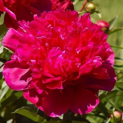 Пион БИГ БЕН травянистый в Пскове