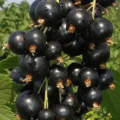 Смородина черная ИСКУШЕНИЕ в Пскове