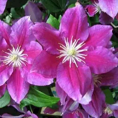 Клематис ХАНИЯ  Клематис ХАНИЯ в Пскове