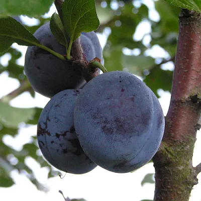 Слива ВЕНГЕРКА БЕЛОРУССКАЯ в Пскове