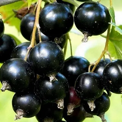 Смородина чёрная СОКРОВИЩЕ в Пскове