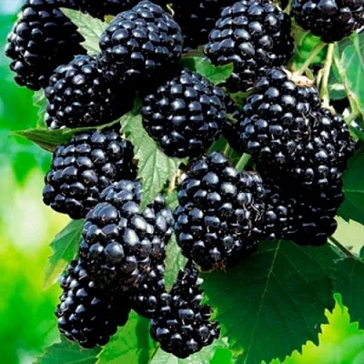 Ежевика ЛОХТЕЙ бесшипная в Пскове