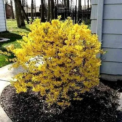 Форзиция ЛЕДНОГОРА промежуточная в Пскове