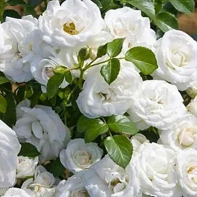 Саженцы роз НЕЖ ДЕ ТЕ мускусная в Пскове