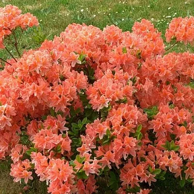 Рододендрон ЯПОНСКИЙ ОРАНЖЕВЫЙ  Рододендрон ЯПОНСКИЙ ОРАНЖЕВЫЙ в Пскове