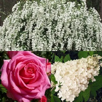 Комплект ВЕЧНАЯ КЛАССИКА в Пскове