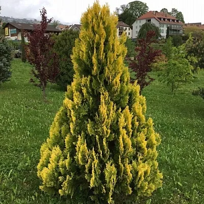 Туя ЕЛЛОУ РИББОН западная  Туя ЕЛЛОУ РИББОН западная в Пскове