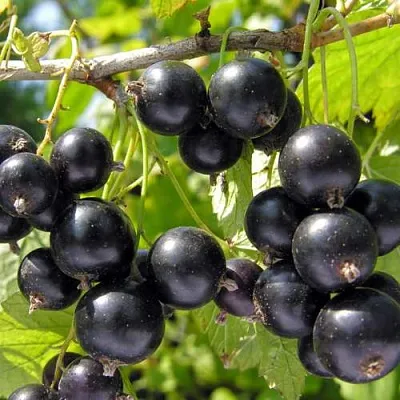 Смородина черная ГАМАЮН в Пскове