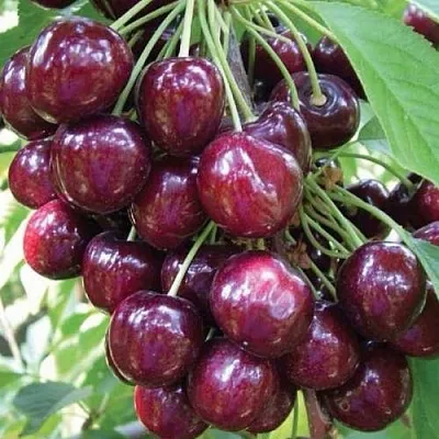 Черешня СЭМ колонновидная  Черешня СЭМ колонновидная в Пскове