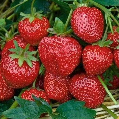 Клубника СЕЛЬВА ремонтантная  Клубника СЕЛЬВА ремонтантная в Пскове