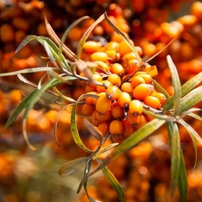 Облепиха ФИНСКАЯ в Пскове