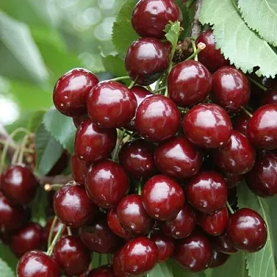 Черешня СИЛЬВИЯ колоновидная  Черешня СИЛЬВИЯ колоновидная в Пскове