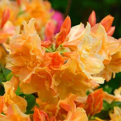 Азалия ЧАРДАШ листопадная  Азалия ЧАРДАШ листопадная в Пскове