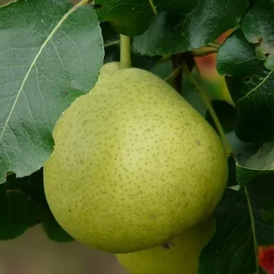 Груша САНРЕМО колонновидная в Пскове