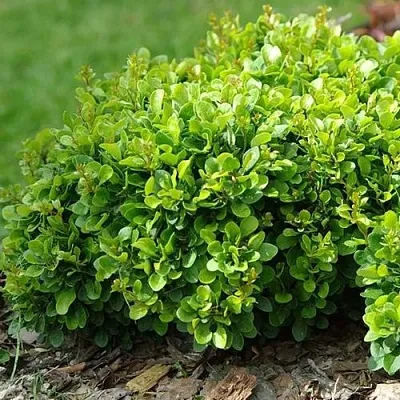 Барбарис КОБОЛЬД тунберга  Барбарис КОБОЛЬД тунберга в Пскове