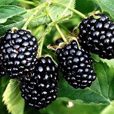 Ежевика ПРАЙМ АРК ТРЕВЕЛЕР ремонтантная в Пскове