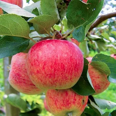 Яблоня ПИРОС  Яблоня ПИРОС в Пскове