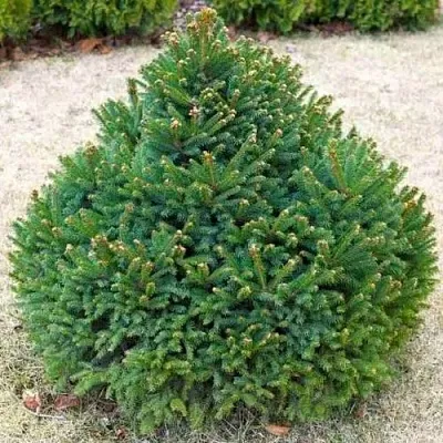 Ель БАРРИ обыкновенная в Пскове