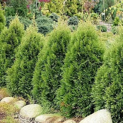 Туя СМАРАГД ВИТБОНТ западная в Пскове