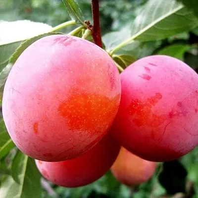 Слива КОМЕТА  Слива КОМЕТА в Пскове