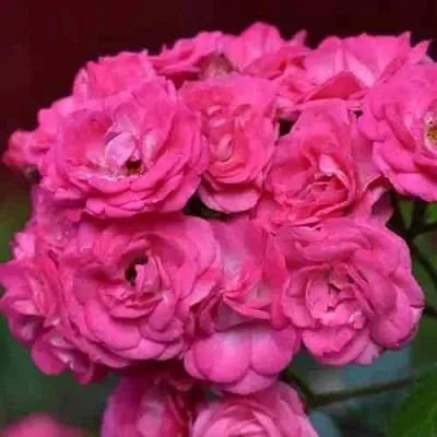 Саженцы роз ДИНКИ мускусная в Пскове