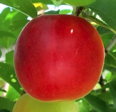 Плумкот БИРИКОККОЛО БОЛОГНЕС в Пскове