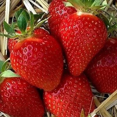 Клубника СИБИЛЛА  Клубника СИБИЛЛА в Пскове