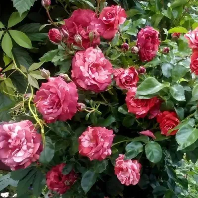 Саженцы роз БРАУНИ плетистая — описание сорта Саженцы роз БРАУНИ плетистая в Пскове