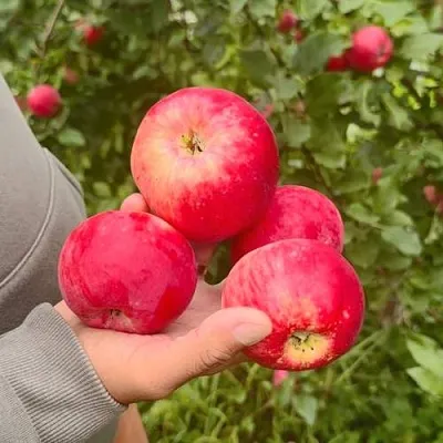 Яблоня АКСЕНА  Яблоня АКСЕНА в Пскове